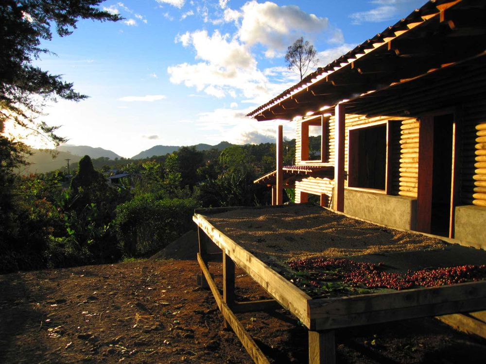 Secado de café en finca